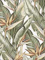 Arcadia Light Green Banana Leaf Wallpaper PS40204 by Kenneth James Wallpaper for sale at Wallpapers To Go