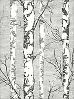Alaska Birch Wallpaper TH50200 by Pelican Prints Wallpaper for sale at Wallpapers To Go