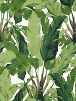 Travelers Palm Green Wallpaper T10127 by Thibaut Wallpaper for sale at Wallpapers To Go