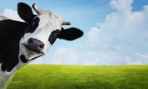 Cow Desktop Wallpaper