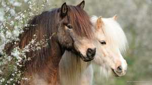 Horse Desktop Wallpaper