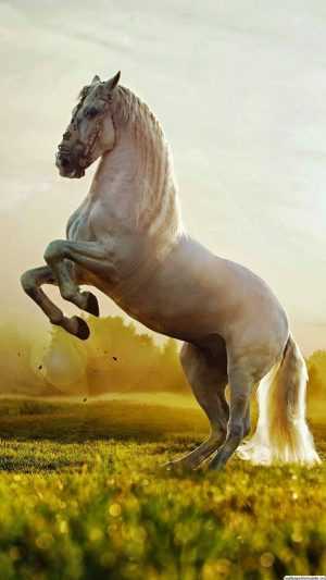 Horse Wallpaper