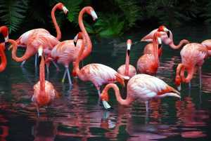 Flamingo Background