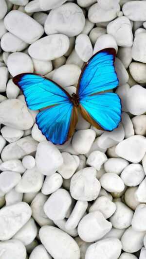 Butterfly Wallpaper