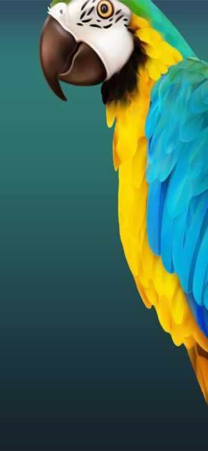 Parrot Wallpaper