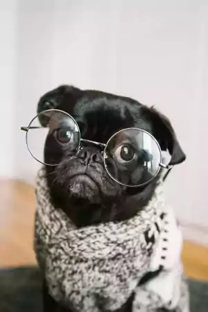 Pug Wallpaper