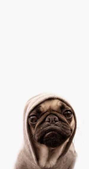 Pug Wallpaper