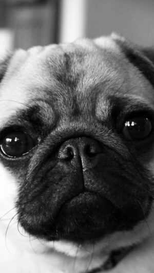 Pug Wallpaper