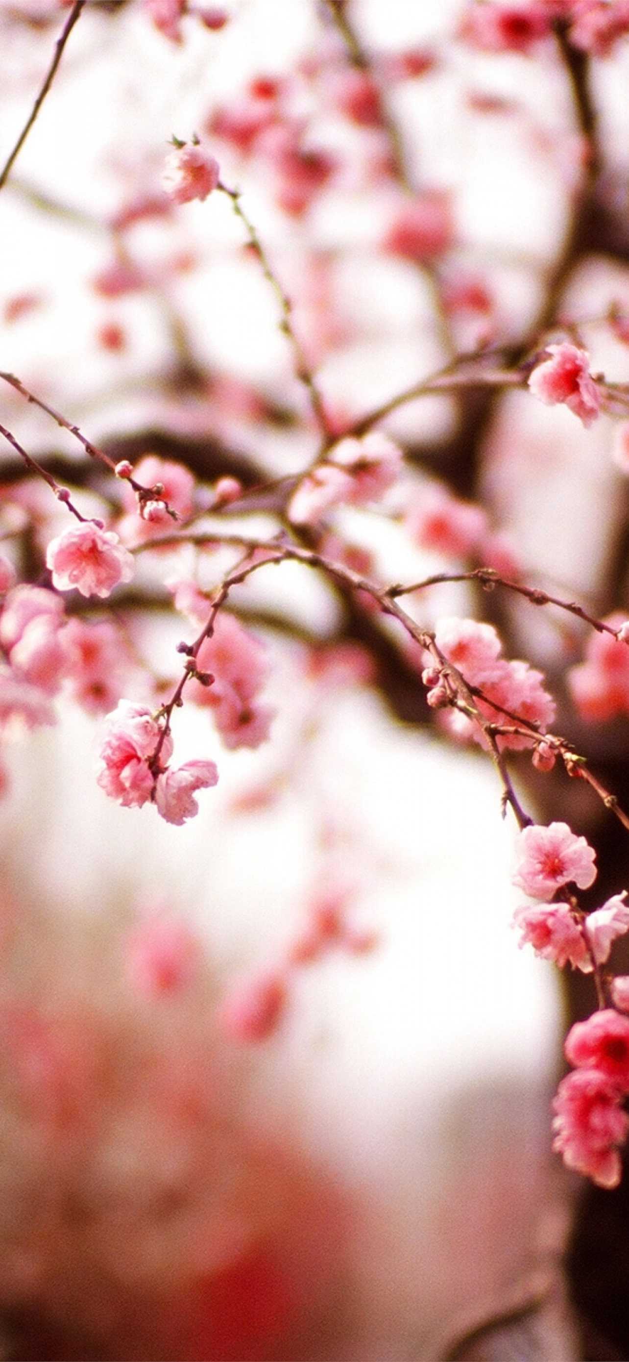 Cherry Blossom Wallpaper - IXpaper