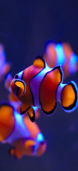 Clownfish Wallpaper