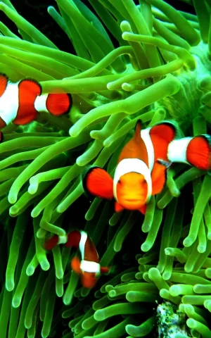 Clownfish Wallpaper