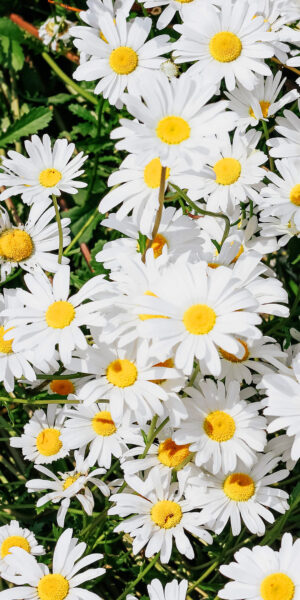 Daisy Wallpaper