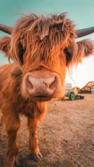 Cute Cow Wallpapers