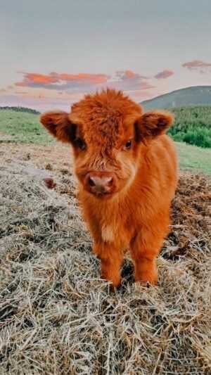 Cute Cow Wallpapers