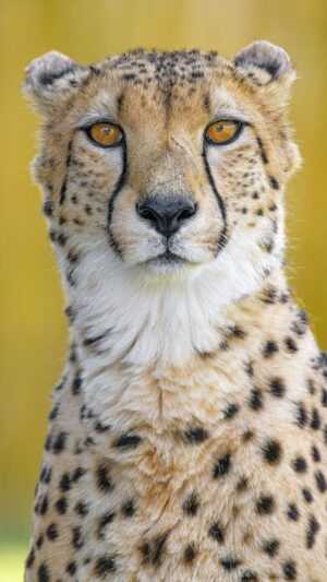 Cheetah Wallpaper