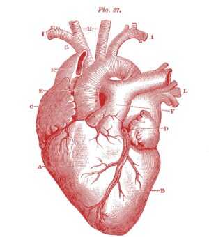 Heart Anatomy Wallpaper