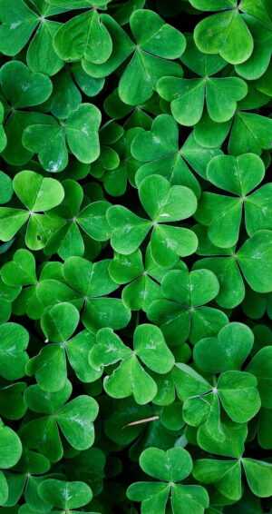 Four Leaf Clover Wallpaper