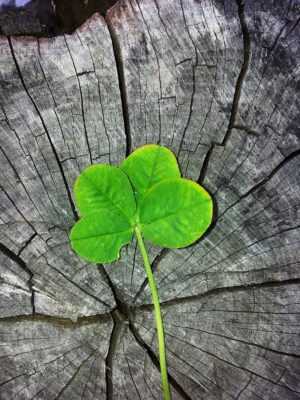 Four Leaf Clover Wallpaper