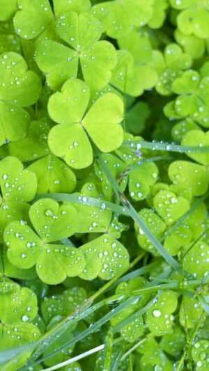 Four Leaf Clover Wallpaper