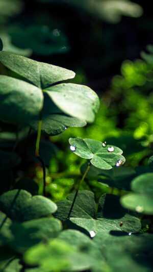 Four Leaf Clover Wallpaper