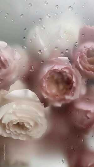 Wet Flower Under Glass Wallpaper